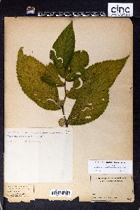 Image of Elatostema grandifolium