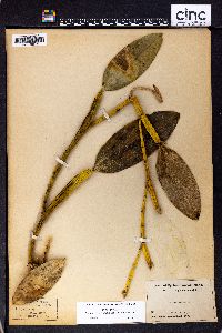 Dendrobium comatum image