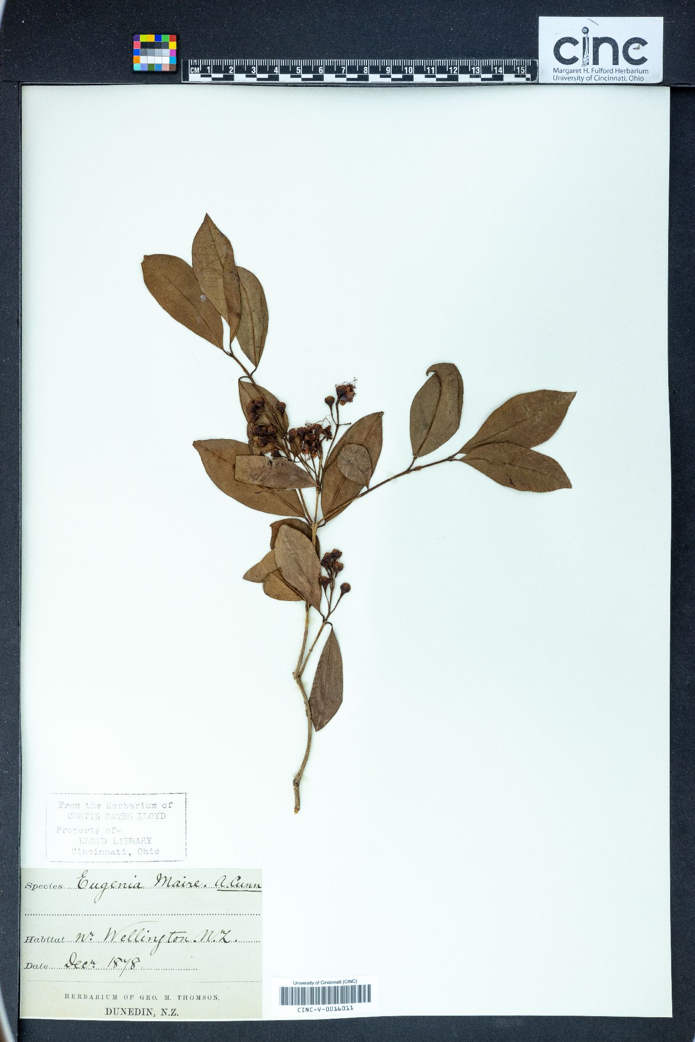 Syzygium maire image