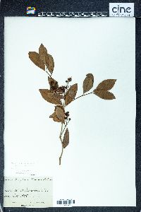 Image of Syzygium maire