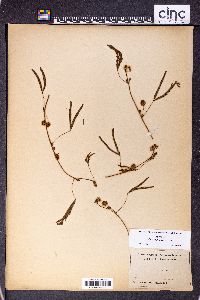 Mimosa pudica image