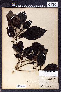 Psychotria insularum image