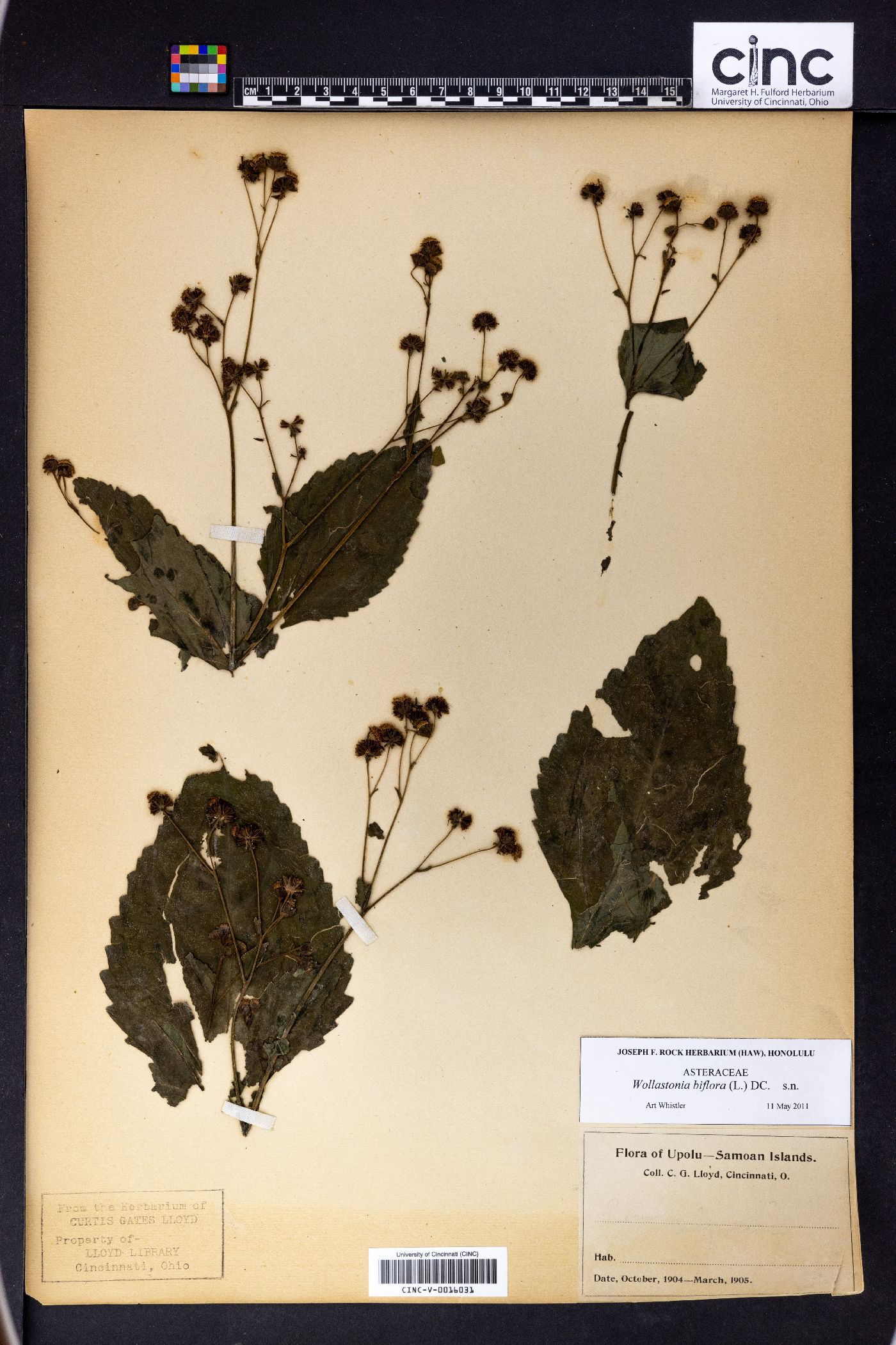 Wollastonia biflora image