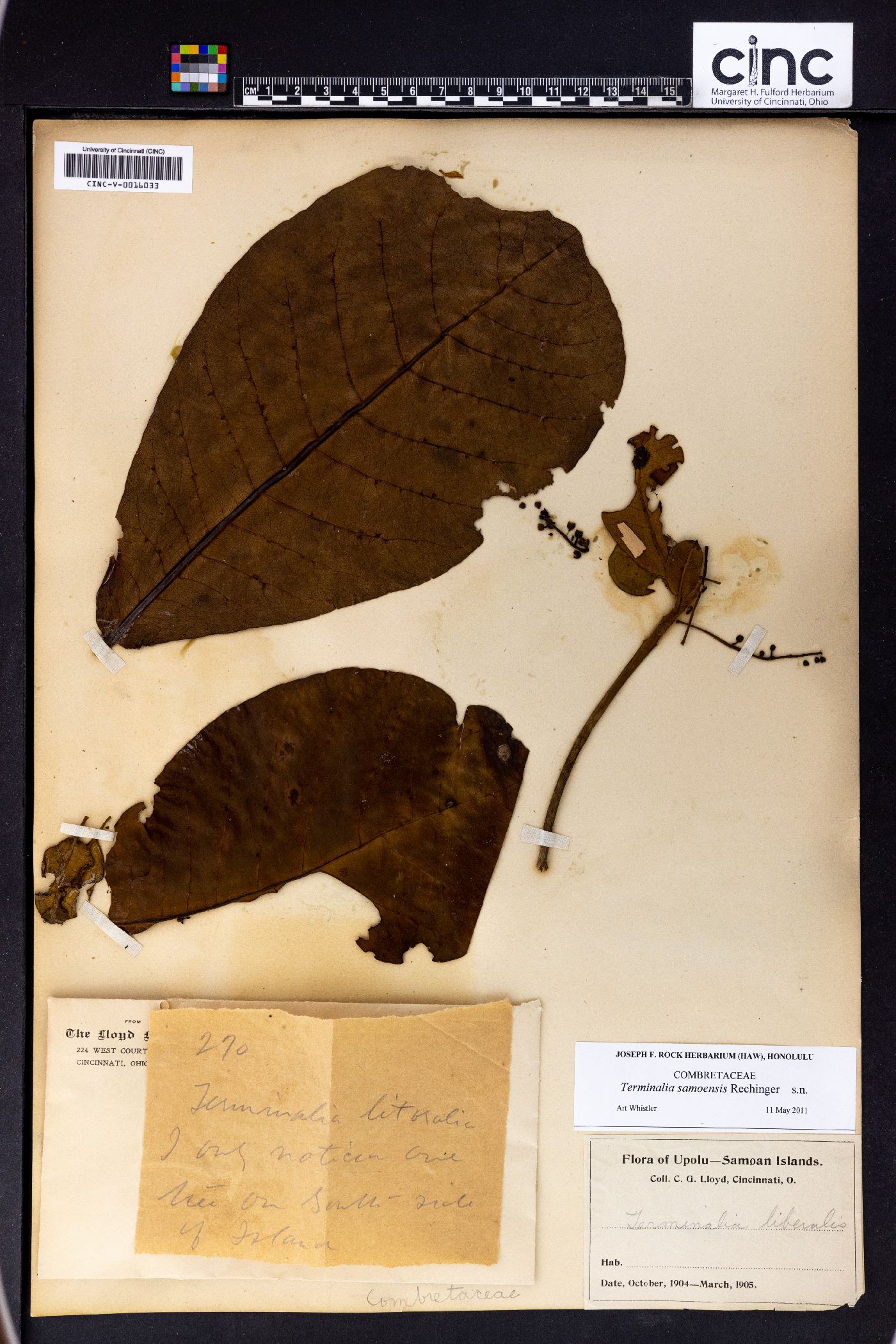 Terminalia samoensis image