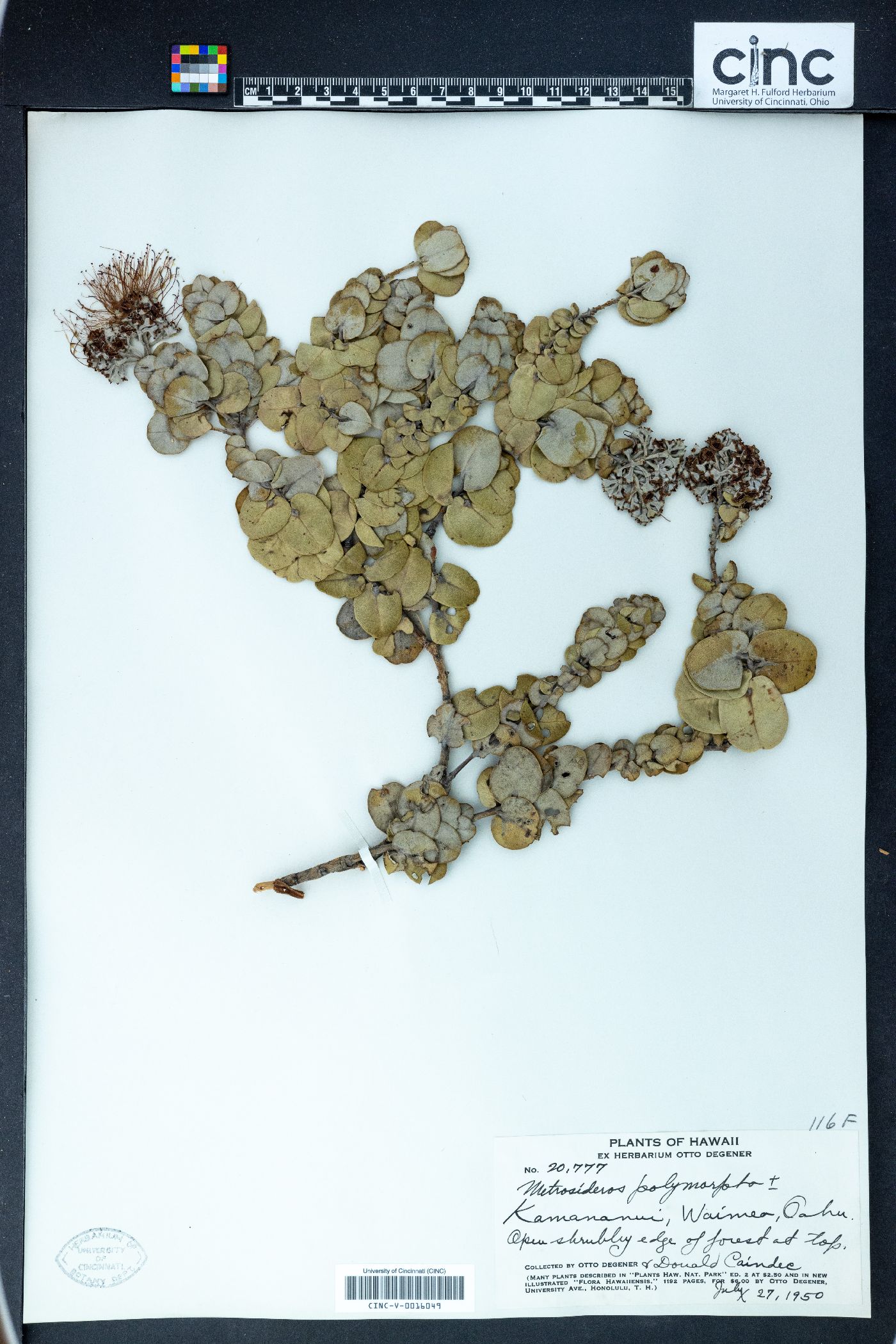 Metrosideros polymorpha image