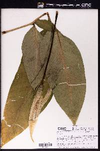 Amorphophallus lacourii image