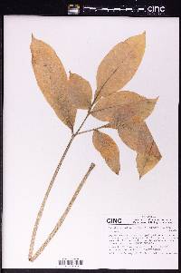 Amorphophallus lacourii image
