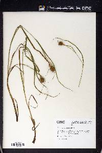 Carex squarrosa image