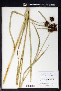 Scirpus hattorianus image