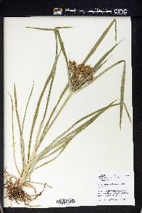 Cyperus schweinitzii image