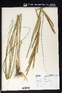 Spartina pectinata image