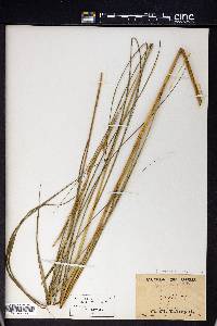 Spartina cynosuroides image