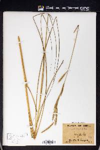 Spartina cynosuroides image