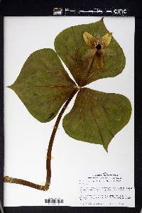 Trillium erectum image