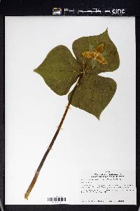 Trillium erectum image