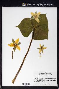 Trillium erectum image