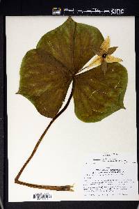 Trillium erectum image