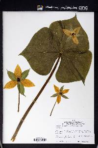 Trillium erectum image