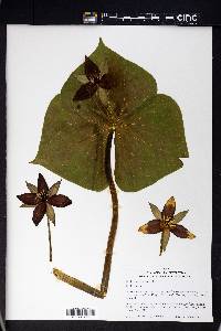 Trillium erectum image