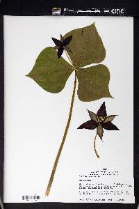 Trillium erectum image