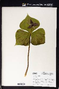 Trillium erectum image