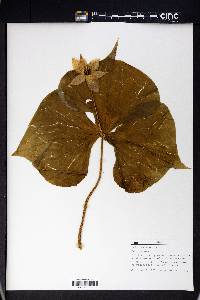 Trillium erectum image