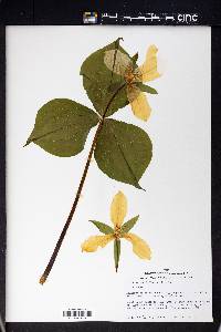 Trillium grandiflorum image