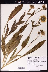 Arnica chamissonis image