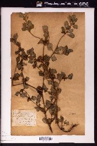 Acanthospermum xanthioides image