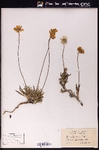Actinea scaposa image