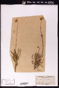 Actinea scaposa image