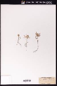 Helichrysum splendidum image