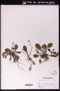 Antennaria plantaginea image
