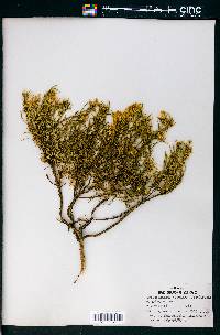 Chrysothamnus bloomeri image