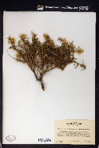 Chrysothamnus bloomeri image