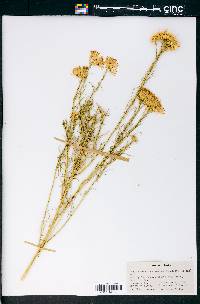 Ericameria nauseosa var. hololeuca image