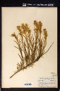 Ericameria parryi image