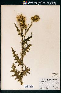 Cirsium drummondii image