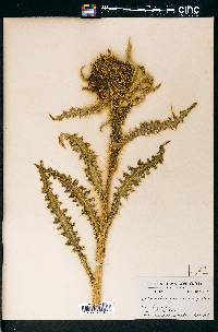 Cirsium scopulorum image