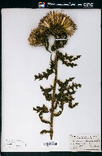 Cirsium pumilum image