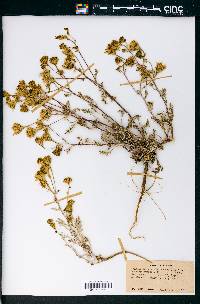 Chaenactis douglasii image