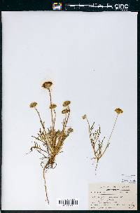 Chaenactis lanosa image