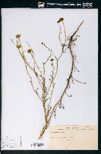 Chaenactis tenuifolia image