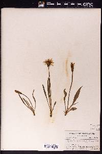 Agoseris alpestris image