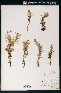 Chrysopsis ruthii image