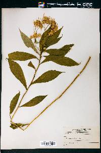 Aster acuminatus image