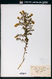 Symphyotrichum × amethystinum image