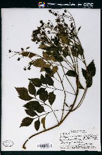 Bidens macrocarpa image