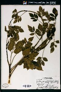 Bidens macrocarpa image
