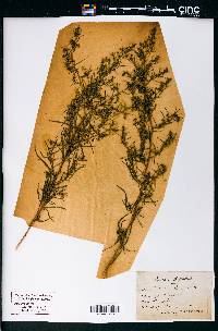 Artemisia campestris image